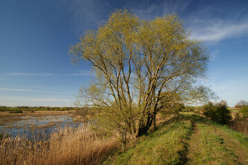 Obraz premium The Spring Joy