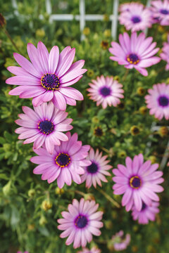 Close-up view of violet daisies, New York Asters (Aster novi-belgii) flowers in Spring