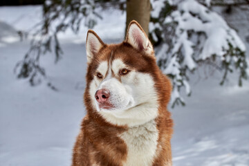 Portrait cute Siberian Husky dog on the background of the winter snowy coniferous forest.