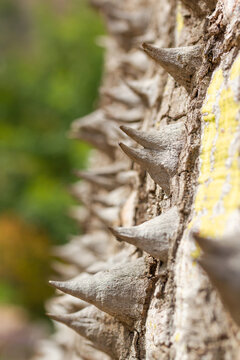 Ceiba insignis, macro detail of spines of spiny rainforest tree in northern Peru, selective focus on the spine.