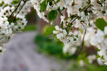 a branch of a blooming cherry or apple tree with green leaves on a blurry background