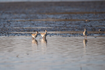 Spotted redshank - Tringa erythropus winter plumage on the lake