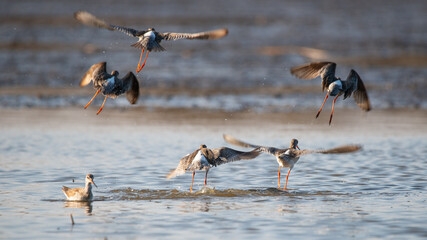 Flying Spotted Redshanks on the lake