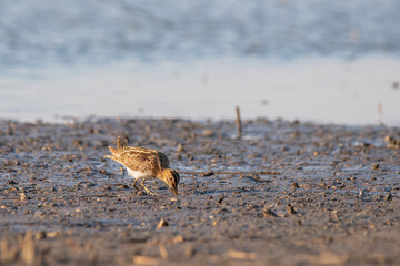Common Snipe - Gallinago gallinago bird on the shore