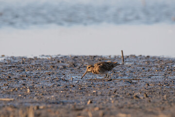 Common Snipe - Gallinago gallinago bird on the shore