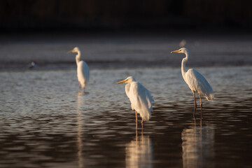 Group of Great Egrets on the lake