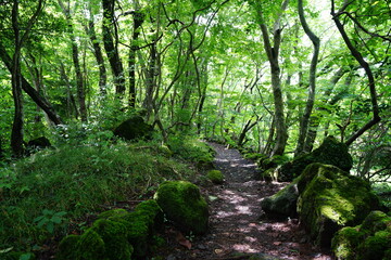 mossy rocks and pathway in summer forest
