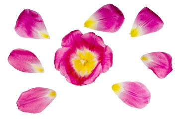 Fototapeta na wymiar Tulips isolated on white background, top view