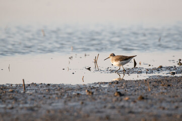 Green sandpiper - Tringa ochropus on the shore