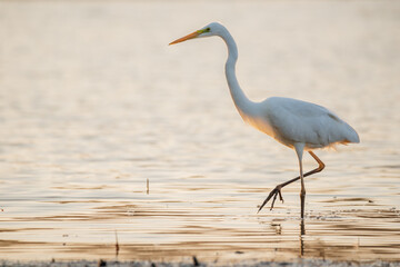Great egret - Ardea alba in the water at morning lights
