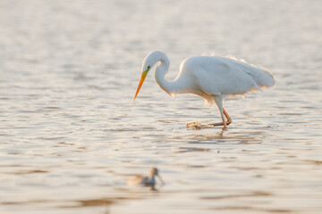 Great egret - Ardea alba in the water at morning lights