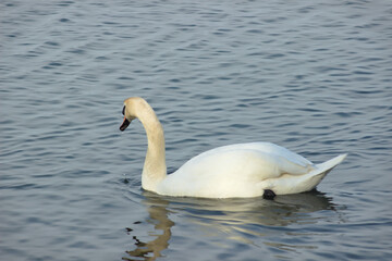 Swan on the lake on a sunny day.