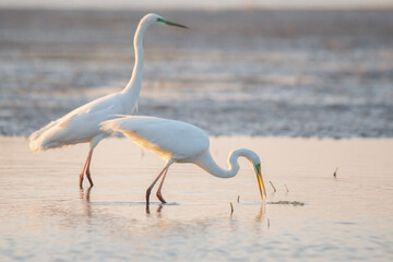 Great egret - Ardea alba in the water at morning lights