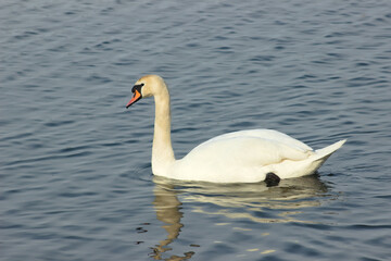 Swan on the lake on a sunny day.