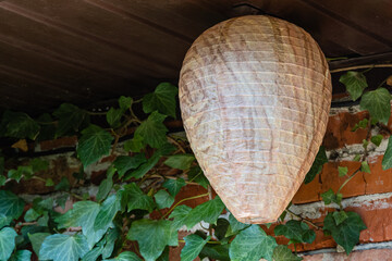 Life hack. Wasp nest decoy of paper in form of elongated ball under roof of economic building....