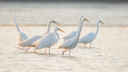 Group of Great Egrets on the lake