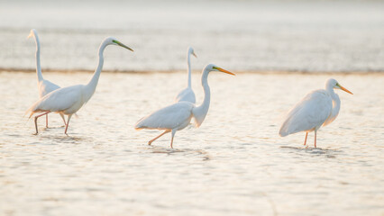 Group of Great Egrets on the lake