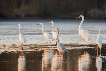 Obraz premium Group of Great Egrets on the lake