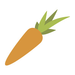 carrot fresh vegetable