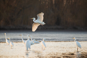 Flying Great egret over the lake