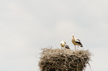 White stork bird in the clearing in front of the forest.