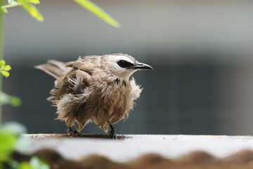 Yellow - vented Bulbul Pycnonotus goiavier bath in the garden