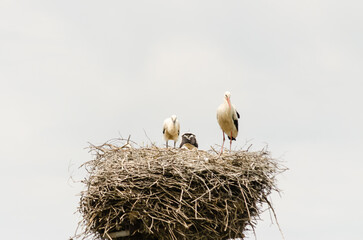 White storks sit in a built nest.