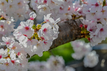桜