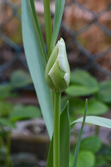 Obraz premium チューリップ