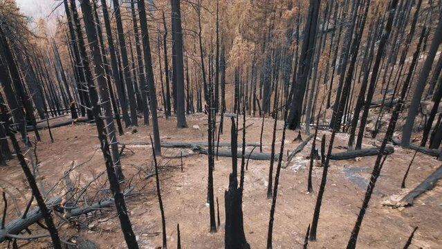 Bare and broken trunks of sequoia trees along burnt soil in the woods