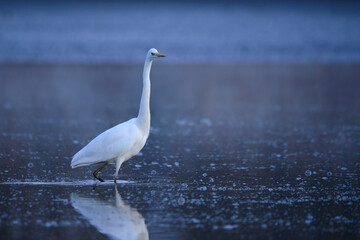 Great egret - Ardea alba in the water at morning lights