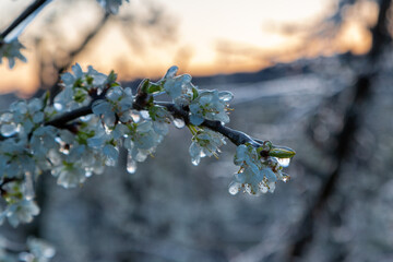 Frozen fruit blossom during sunrise on a cold morning in Spring season. The farmers had to irrigate the blooming flowers with water to freeze them and to survive the freezing temperatures.