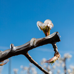 Frozen fruit blossom during sunrise on a cold morning in Spring season. The farmers had to irrigate the blooming flowers with water to freeze them and to survive the freezing temperatures.