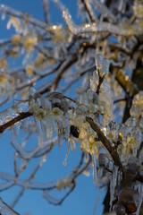 Frozen fruit blossom during sunrise on a cold morning in Spring season. The farmers had to irrigate the blooming flowers with water to freeze them and to survive the freezing temperatures.