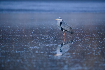 Grey heron - ardea cinerea on lowered lake