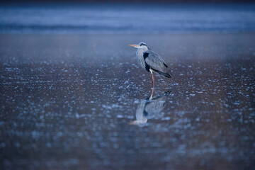 Grey heron - ardea cinerea on lowered lake