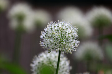 Bright white allium plants with flowers are standing in the english cottage garden in bright sunshine