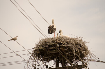 White storks sit in a built nest.