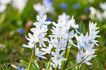 Common star hyacinth are early bloomers that herald spring. bloom at Easter time.