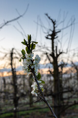 Frozen fruit blossom in a meadow during sunrise on a cold morning in Spring . The farmers had to irrigate the blooming flowers with water to freeze them and to survive the freezing temperatures.