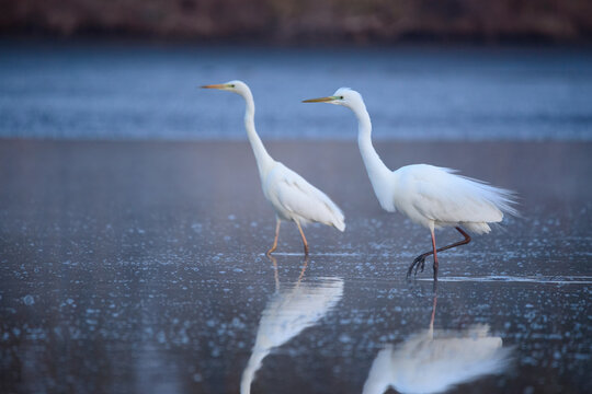 Great egret - Ardea alba in the water at morning lights