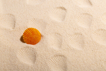 Fototapeta na wymiar Sea shell on sand as seashore background with copy space.
