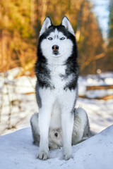 A blue-eyed husky wolf sits in the snow in sunny winter forest. Portrait cute Siberian Husky Dog. Front view.