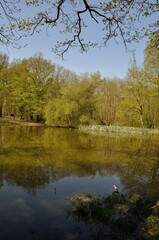 Fototapeta na wymiar Pond in the Communal forest of Saint-Pierre-Lès-Elbeuf