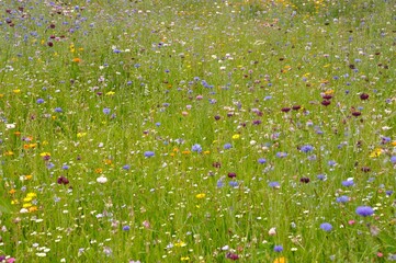Fototapeta premium Field of flowers in France