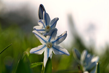 Common star hyacinth are early bloomers that herald spring. bloom at Easter time.