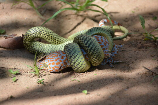 ChrysopeleaBilder StockFotos & Videos. Adobe Stock