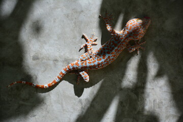 Gecko on the cement wall in closeup for wallpaper background
