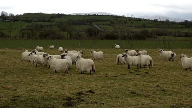 herd of latxa sheep in the basque country