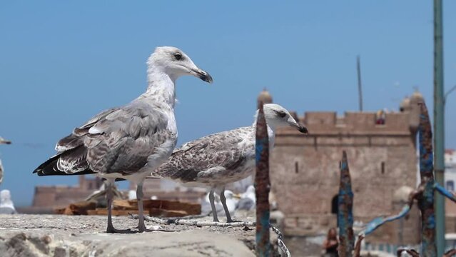 seagulls of Essaouira, Morocco and behind them the Kasbah of Essaouira Marina where the show Game of thrones and the film Othello were filmed.